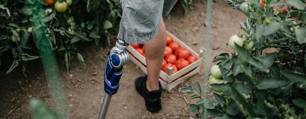PFRON refundacja składek KRUS 1 Obrazek wyróżniający w artykule - PFRON refundacja składek KRUS. Zdjęcie przedstawia osobę z protezą nogi stojącą w ogrodzie, obok krzaków pomidorów. Osoba ta ma na sobie szorty i używa niebiesko-srebrnej protezy. Obok niej widać skrzynkę z czerwonymi pomidorami. Zdjęcie wyraża samowystarczalność i siłę, pokazując, że niepełnosprawność fizyczna nie przeszkadza w pracy na roli.
