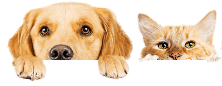 500 plus na psa - kot i pies wyglądają zza blatu