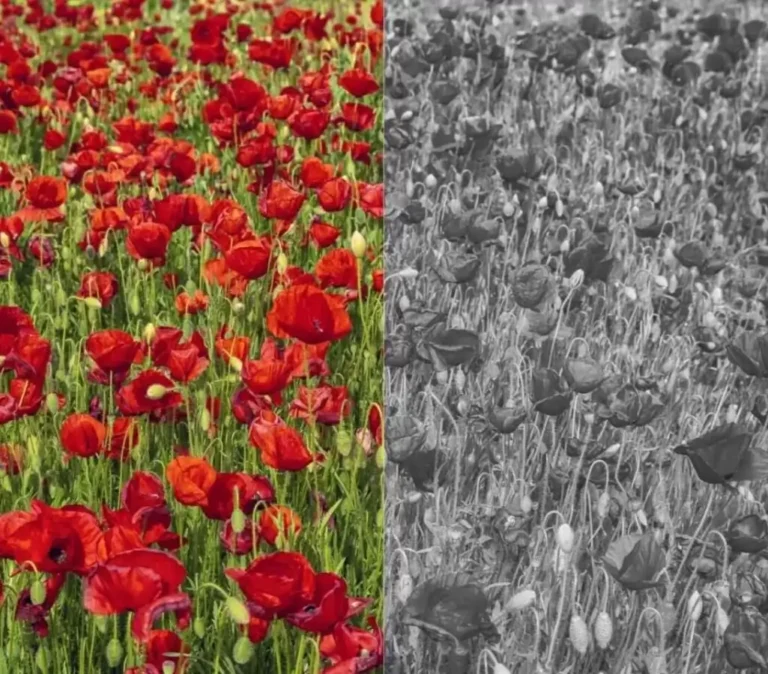 Obrazek wyróżniający do artykułu - jak widzą daltoniści. zdjęcie przedstawia porównanie między normalnym widzeniem kolorów a widzeniem przez osobę z daltonizmem. Po lewej stronie mamy żywy obraz pola czerwonych maków na zielonym tle – kolory są nasycone i wyraźne. Po prawej stronie ten sam obraz został przedstawiony w odcieniach szarości, co ma symulować, jak osoba z daltonizmem mogłaby postrzegać to samo pole kwiatów. Brak różnic kolorystycznych wskazuje na trudności w rozróżnianiu pewnych barw lub ich intensywności, co jest charakterystyczne dla daltonizmu.